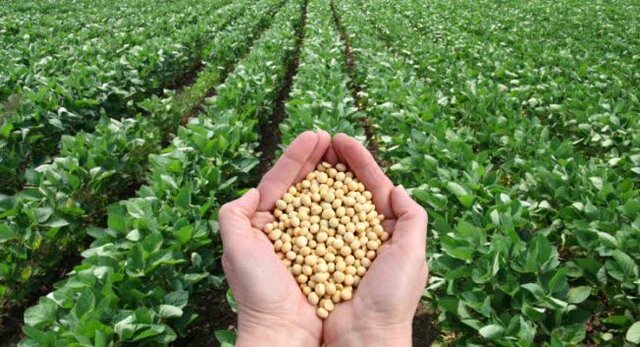 آغاز خرید تضمینی سویا در گلستان/مطالبات کشاورزان ۱۰ روزه پرداخت میشود آغاز خرید تضمینی سویا در گلستان/مطالبات کشاورزان ۱۰ روزه پرداخت میشود