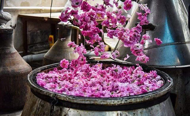 برپایی جشنواره گلاب‌گیری در کرج