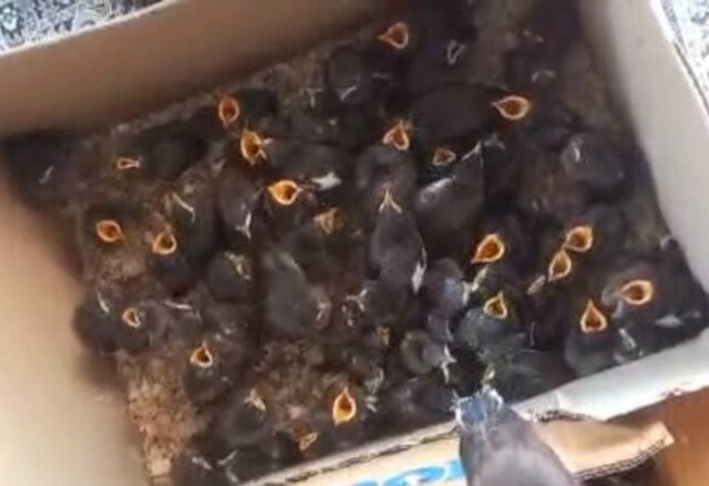 کشف محموله بزرگ مرغ مینا کشف محموله بزرگ مرغ مینا