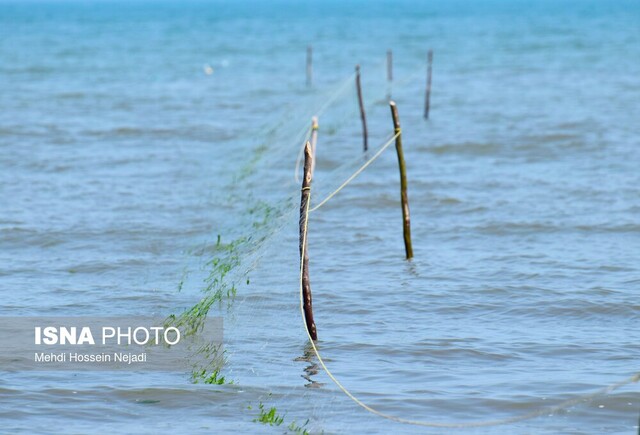 تورهای نامریی صیادان؛ بلای جان ماهیان سفید خزری در آستارا