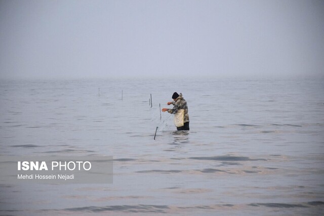 تورهای نامریی صیادان؛ بلای جان ماهیان سفید خزری در آستارا
