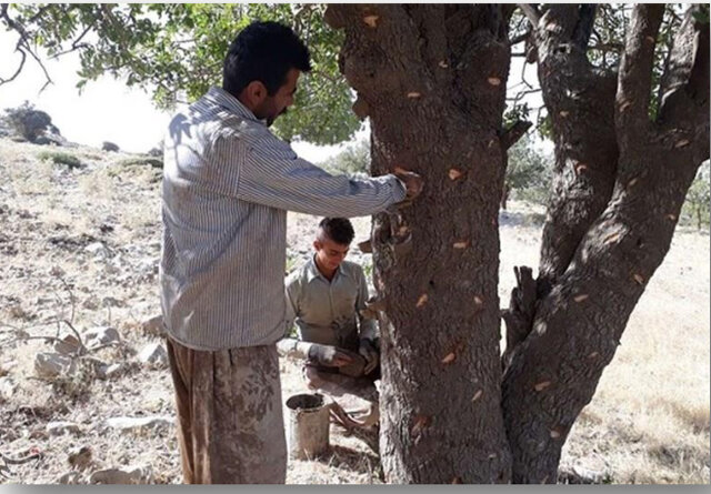 سقز؛ میراثی از تنه درختان زاگرس