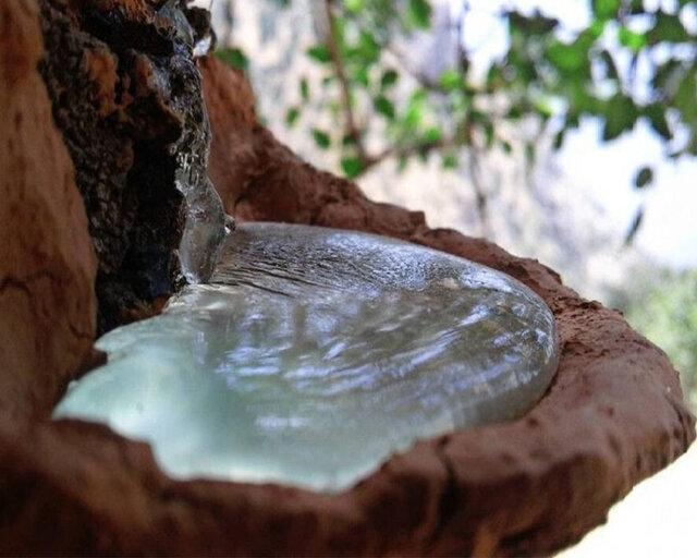 سقز؛ میراثی از تنه درختان زاگرس