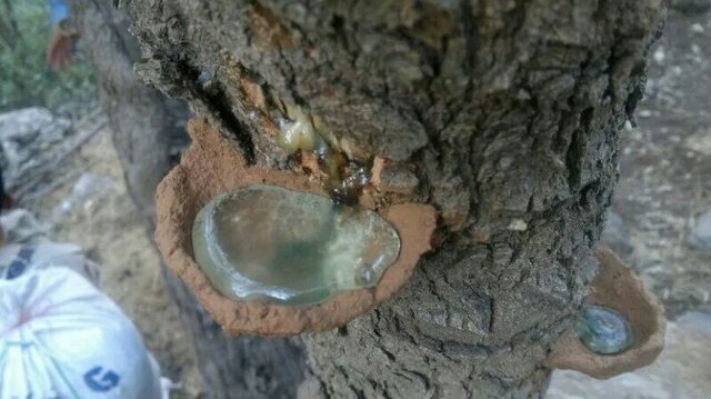 سقز؛ میراثی از تنه درختان زاگرس