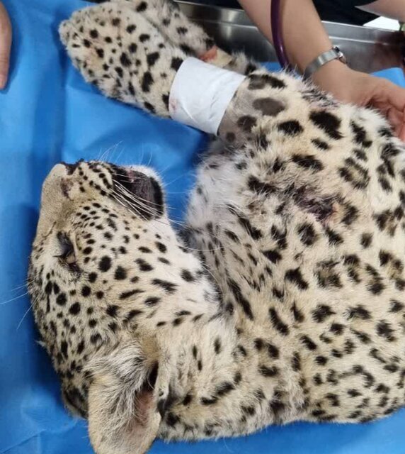 پلنگ زخمی البرز تلف شد