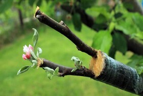 کاهش خطای انسانی در پیوند درختان با فناوری بومی/موفقیت ۹۶ درصدی در پیوند درختان با ربات دانش‌بنیان
