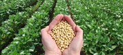 بذر اصلاح‌شده از ارکان تاب‌آوری کشاورزی/ کاربرد بذرهای خودمصرفی، چالش فرهنگی و ساختاری