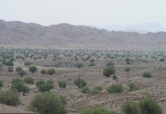 وضعیت بحرانی جنگلهای بنه در خراسانجنوبی