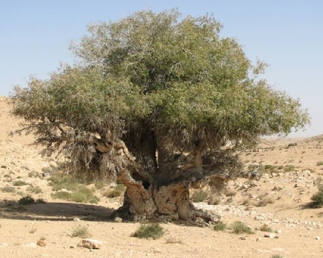 وضعیت نامساعد جنگل‌های بنه در خراسان‌جنوبی