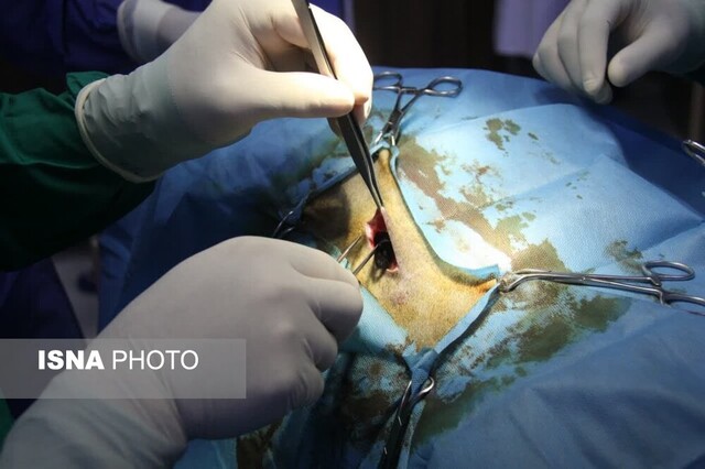 انجام اولین پیوند نانو کامپوزیت گرافن در مدل حیوانی در جهاد دانشگاهی استان سمنان