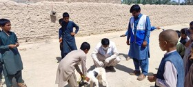 سگ‌ها اصلی‌ترین ناقلان هاری