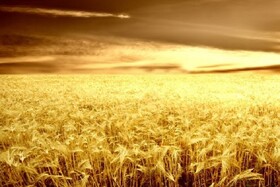 ایران برای تولید گندم، آب زیادی مصرف می‌کند