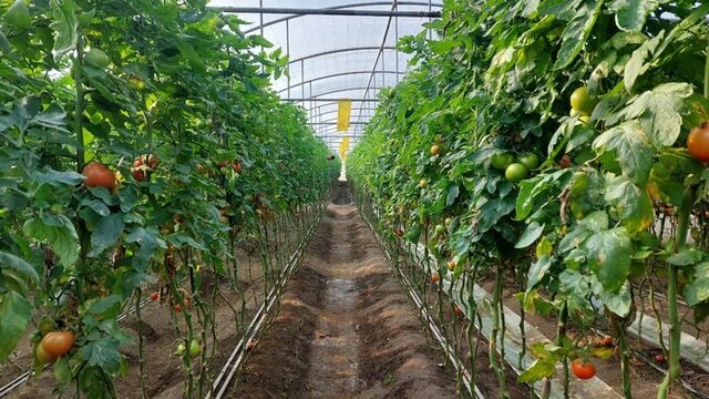 نشاکارهای غیربومی به گلخانهداران همدانی خسارت میزنند نشاکارهای غیربومی به گلخانهداران همدانی خسارت میزنند