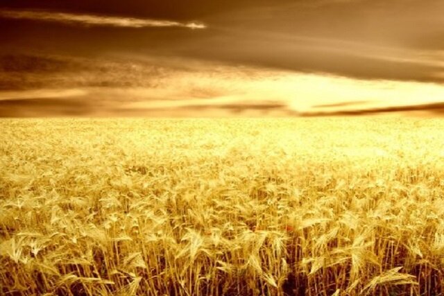 آغاز برداشت گندم از ۸ هزار هکتار زمین در شهرستان خداآفرین آغاز برداشت گندم از ۸ هزار هکتار زمین در شهرستان خداآفرین