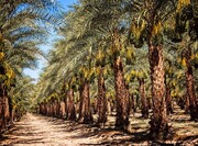 توسعه باغات زیتون و لیمو /خرما، محصول غالب باغات مهران است