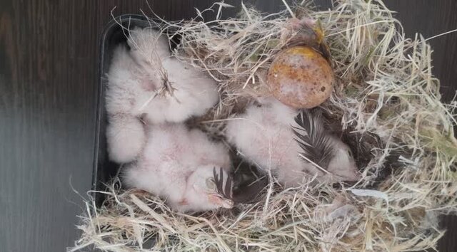 دستور بازداشت دادستان برای متخلفان زنده گیری و حمل جوجه پرندگان شکاری