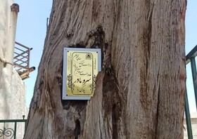 سرو هفت قرنی سروستان پلاک‌گذاری شد