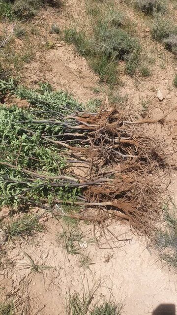 رفع تصرف از ۱۰هزار مترمربع از ارضی منابع ملی در ضلع شمالی دنا