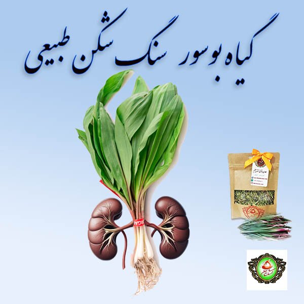 گیاه بوسور (بن‌سرخ) چه خواصی دارد و از کجا تهیه کنیم