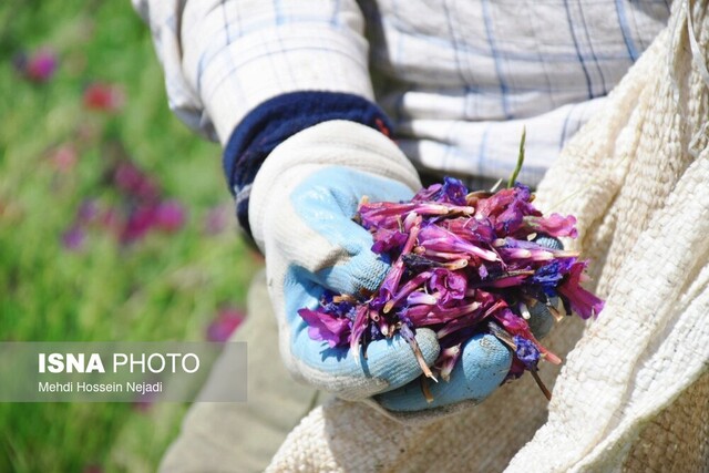 برگزاری جشنواره گل گاوزبان در دهکده گردشگری حیران