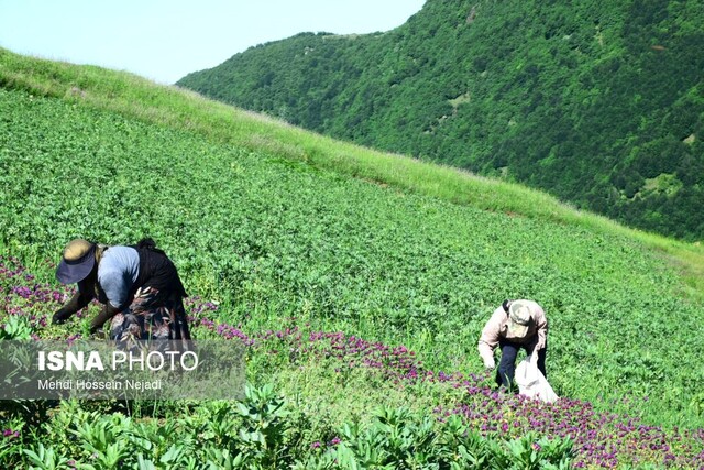 برگزاری جشنواره گل گاوزبان در دهکده گردشگری حیران