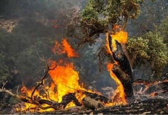 اطفاء کامل حریق آتش‌سوزی جنگل‌های بلوط کوه شو شهرستان اندیکا