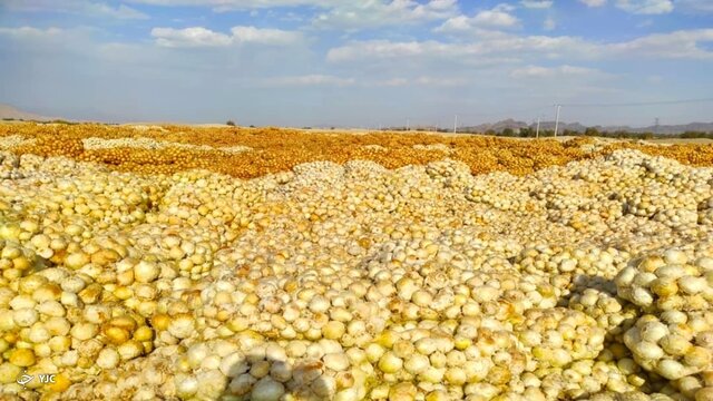 ورود بازرسی کل استان به وضعیت محصولات کشاورزی در جنوب کرمان