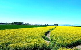 تسریع رشد، افزایش مقاومت و بهبود عملکرد گیاه کلزای ایرانی