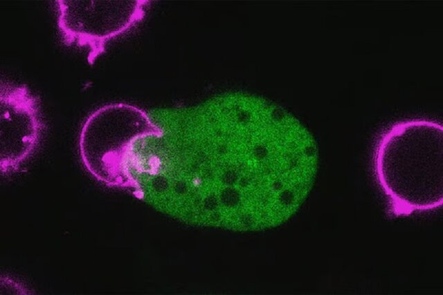 انگل حیله‌گر، گرگی در لباس میش !