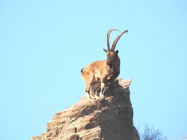 آمار گونههای جانوری در منطقه حفاظت شده آقداغ خلخال افزایش یافت آمار گونههای جانوری در منطقه حفاظت شده آقداغ خلخال افزایش یافت