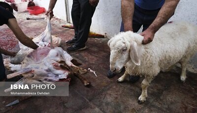 نظارت ۶۰ گروه ثابت و سیار دامپزشکی خراسان شمالی بر نظارت ذبح دام در عید قربان
