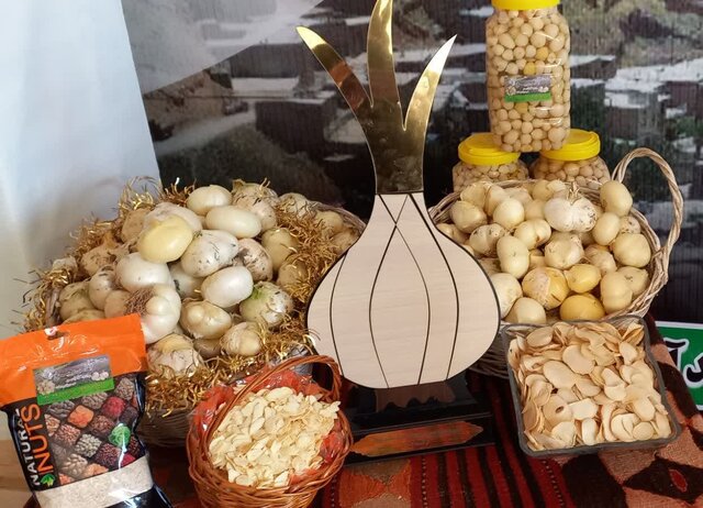 پیش‌بینی برداشت ۱۲۰۰ تن موسیر از مزارع همدان