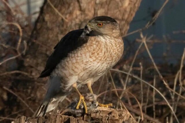 شکار به وقت ترافیک!