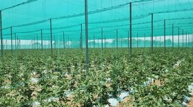 سهم ۴۰ درصدی فارس از اعتبارات توسعه گلخانه‌های اقلیم