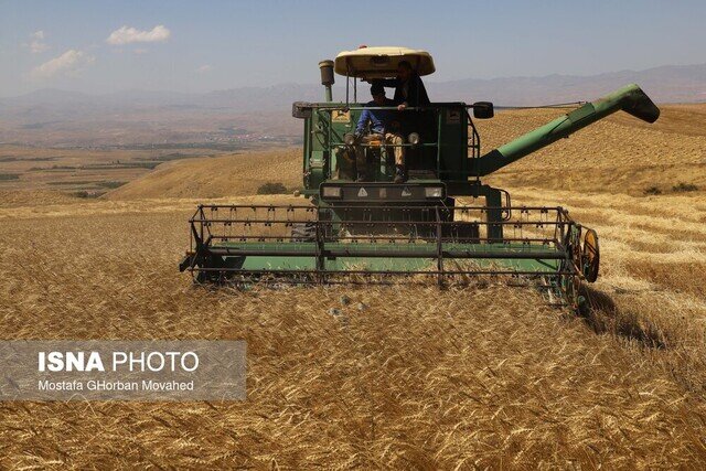 پیش‌بینی برداشت ۳۸ هزار و ۵۰۰ تن گندم از مزارع البرز