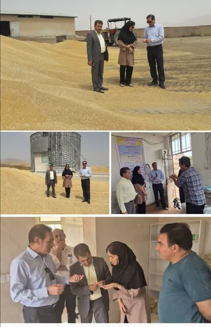 سطح مبارزه با آفت سن گندم در ایلام به ۴۲ هزار هکتار رسید