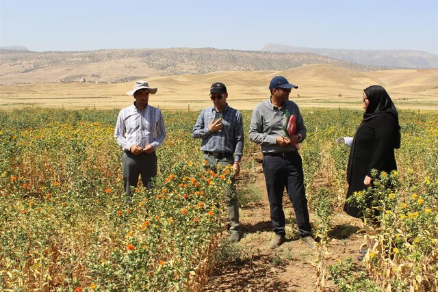 الگوهای کشت جدید، زمینهساز افزایش تولید و کاهش آسیبپذیری کشاورزی