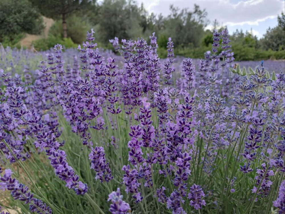 توقیف یک تن گیاه دارویی در خرم‌آباد