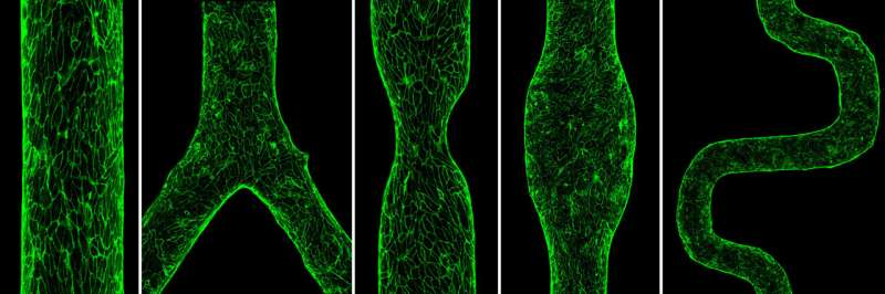 تراشههایی که شبیهساز عروق خونی میشوند