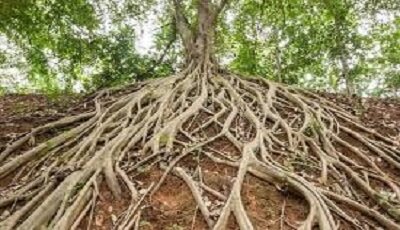 درختان، قلب تپنده چرخه آب