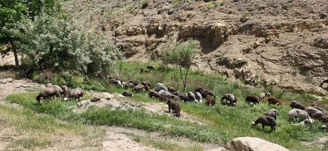 آبشار «درهغار» ملایر؛ نگینی در دل کوههای شاهنشین
