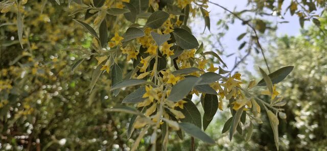 آبشار «درهغار» ملایر؛ نگینی در دل کوههای شاهنشین