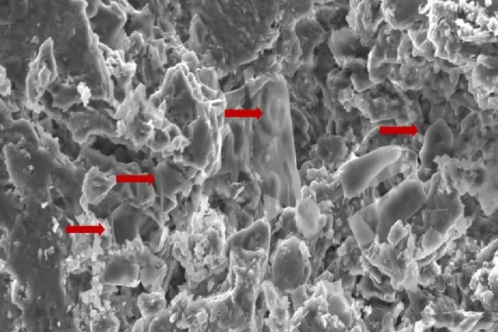 درمان سرطان با فسیل دایناسورها