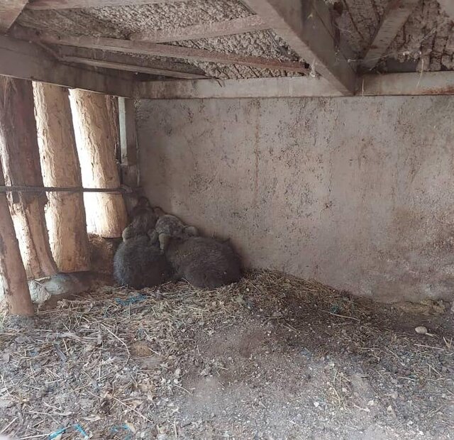 ناپدید یک توله خرس قهوهای در پارک پردیسان/ درخواست سازمان محیط زیست از شهروندان و اعلام ۳ شماره تلفن