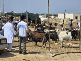نظارت ۷۵ گروه دامپزشکی سیستان و بلوچستان بر کشتار دام در عید قربان
