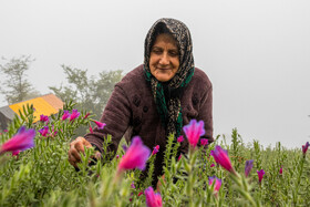 برداشت گل‌گاو‌زبان در روستای آغوزبن کندسر