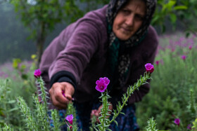 برداشت گل‌گاو‌زبان در روستای آغوزبن کندسر
