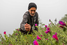 برداشت گل‌گاو‌زبان در روستای آغوزبن کندسر