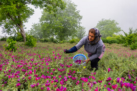 برداشت گل‌گاو‌زبان در روستای آغوزبن کندسر
