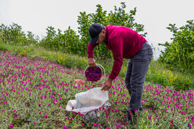 برداشت گل‌گاو‌زبان در روستای آغوزبن کندسر